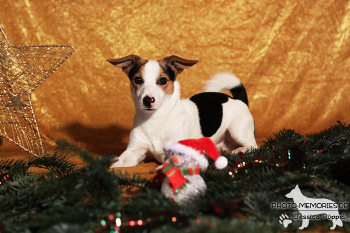 Jack Russell im Studio an Weihnachten