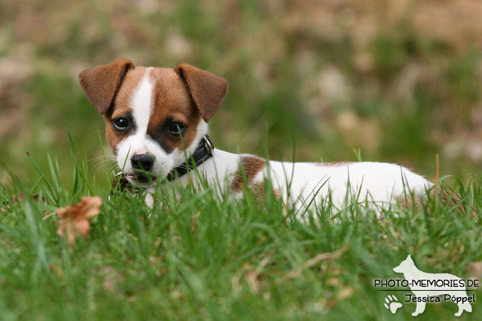 Jack Russell - Welpe