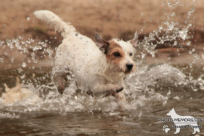 Jack Russell im Wasser