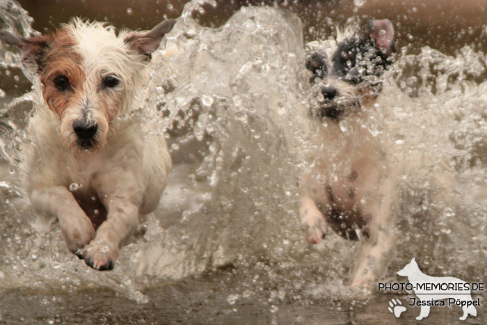 Jack Russell im Wasser