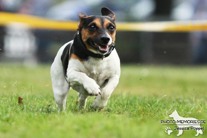 Jack Russell beim Hunderennen