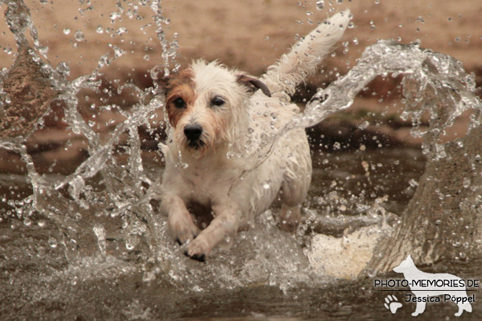 Jack Russell im Wasser