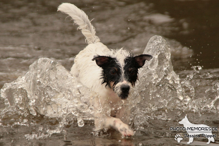 Jack Russell im Wasser