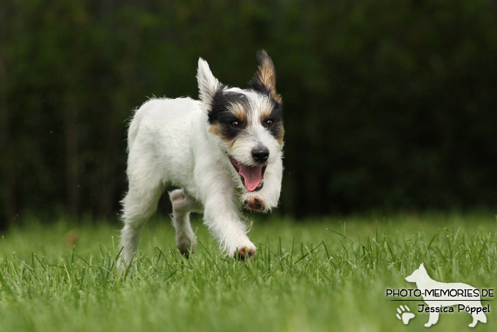 Jack Russell im Laufen