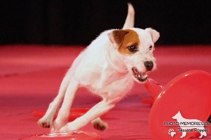 DogFrisbee auf der HanseTier 2010