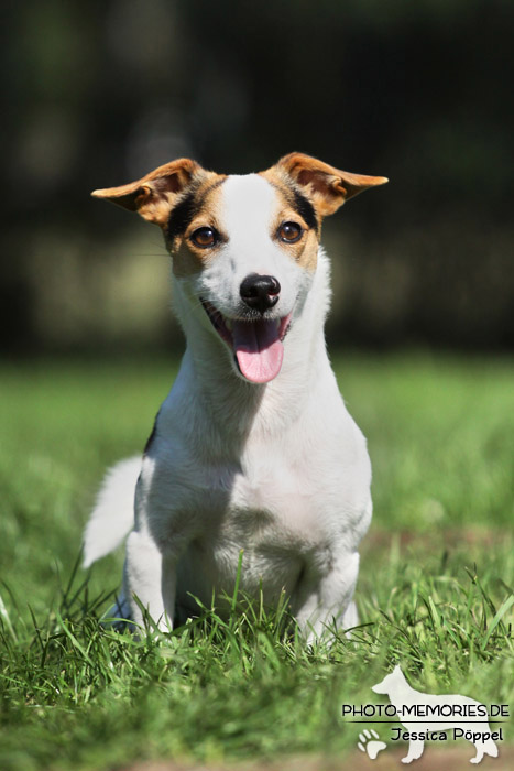 Jack Russell im Sitzen