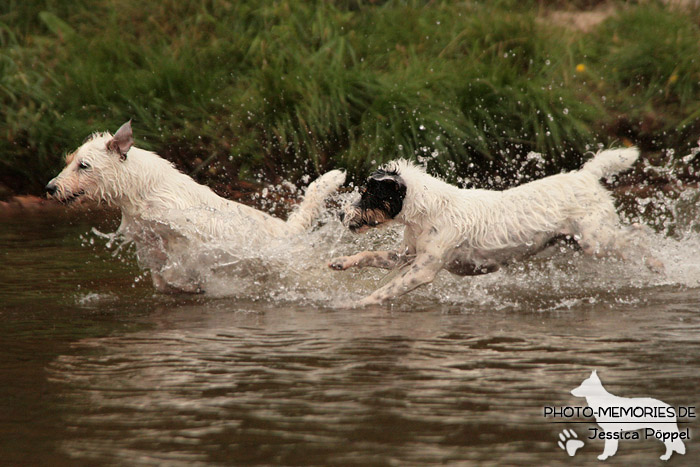 Jack Russell im Wasser