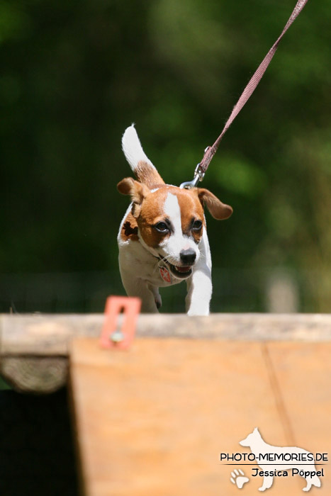 Jack Russell in der Hundeschule