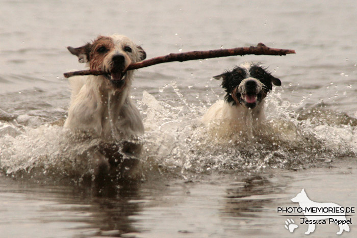 Jack Russell im Wasser