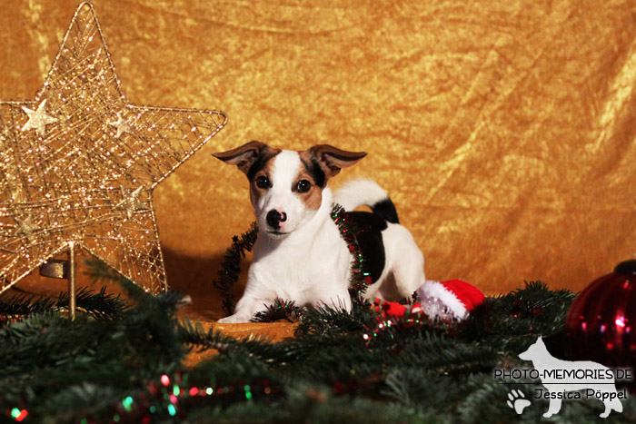 Jack Russell im Studio an Weihnachten