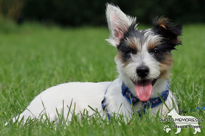 Jack Russell im Liegen