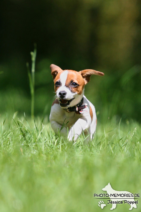 Jack Russell - Welpe