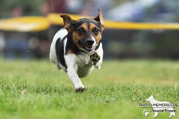 Jack Russell beim Hunderennen