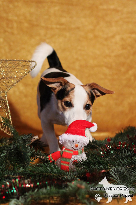 Jack Russell im Studio an Weihnachten