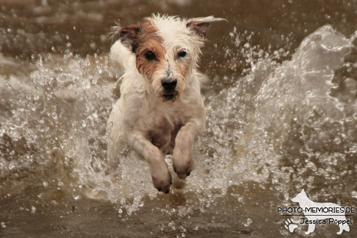 Jack Russell im Wasser