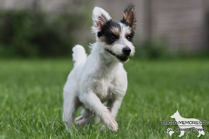 Jack Russell im Laufen
