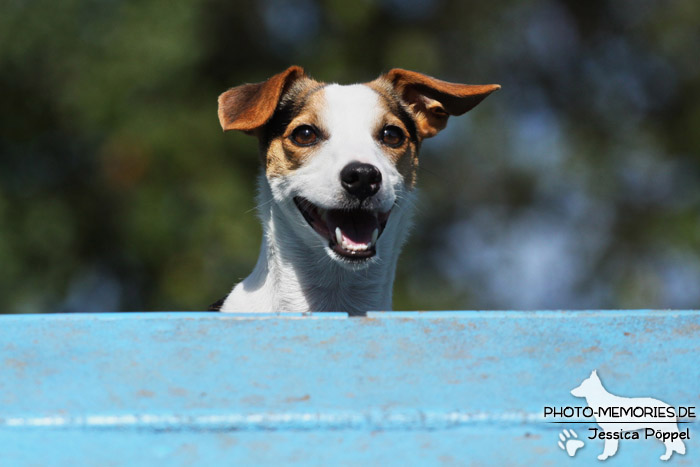 Jack Russell auf der Agility A-Wand