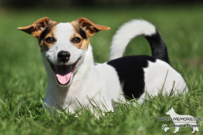 Jack Russell im Liegen