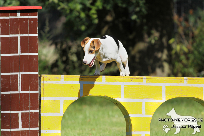 Jack Russell im Sprung über ein Hidernis im Agility