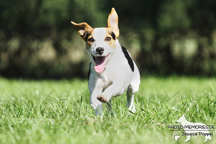 Jack Russell im Laufen