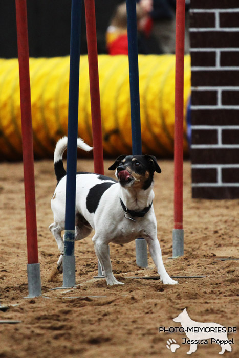 Jack Russell im Agility-Slalom