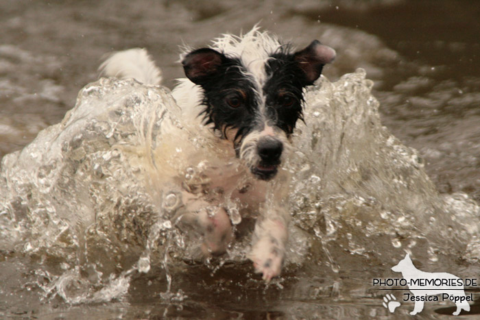 Jack Russell im Wasser