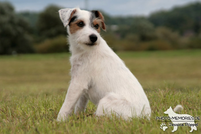 Jack Russell im Sitzen