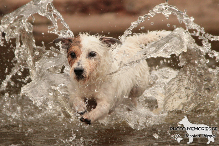 Jack Russell im Wasser