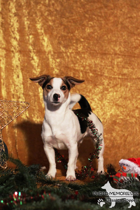 Jack Russell im Studio an Weihnachten