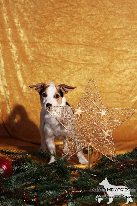 Jack Russell im Studio an Weihnachten