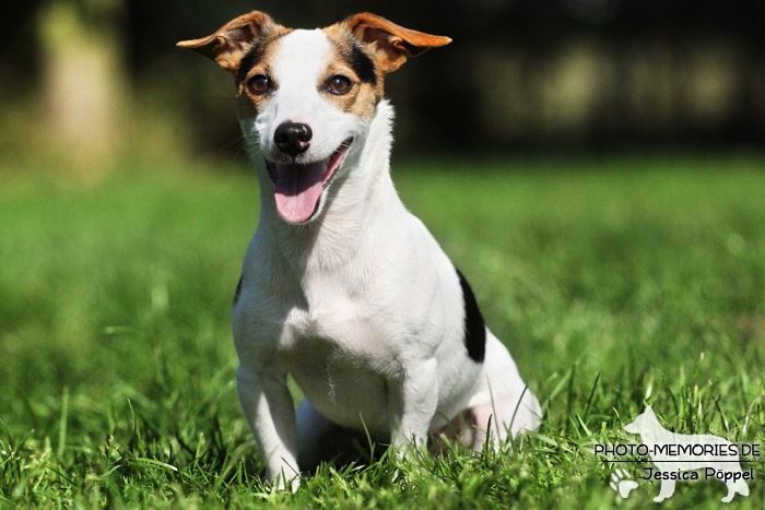 Jack Russell im Sitzen