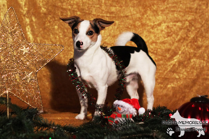 Jack Russell im Studio an Weihnachten