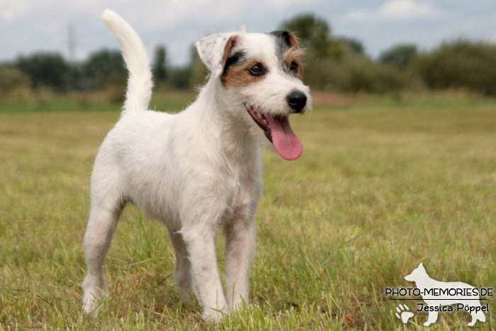 Jack Russell im Stand