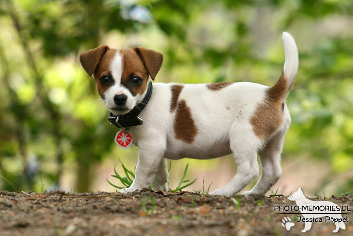 Jack Russell - Welpe