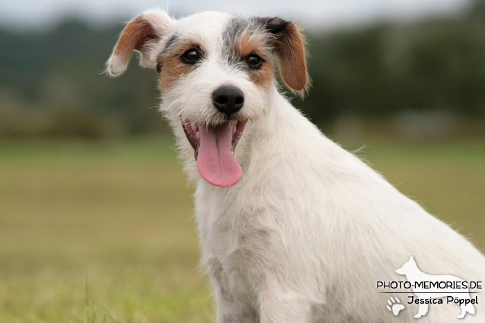 Jack Russell im Sitzen