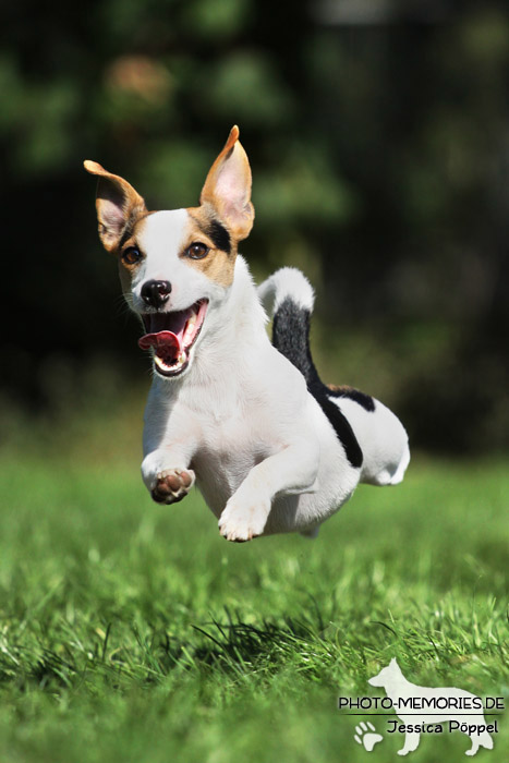 Jack Russell im Laufen