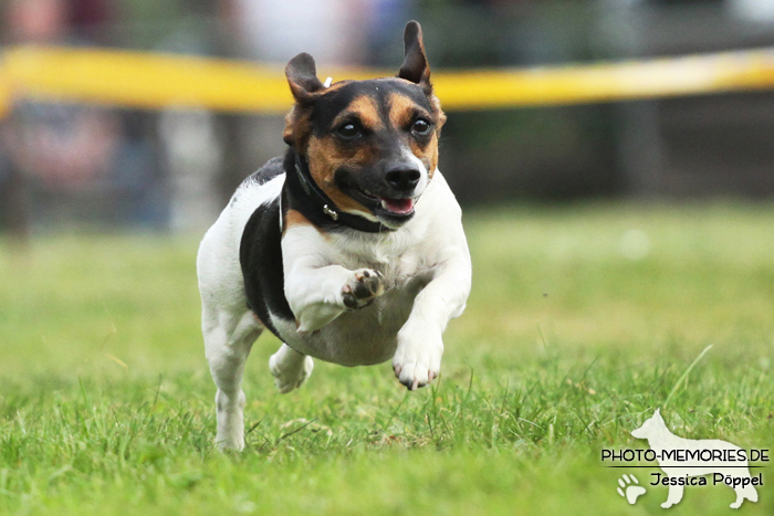 Jack Russell beim Hunderennen