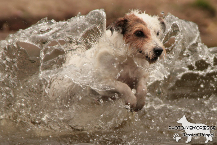 Jack Russell im Wasser