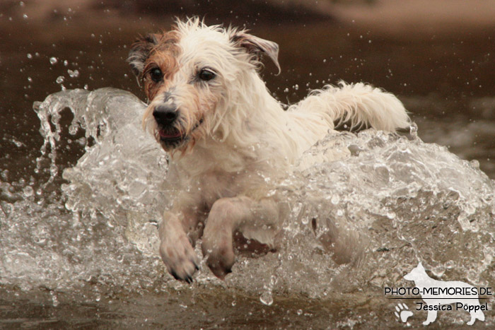 Jack Russell im Wasser