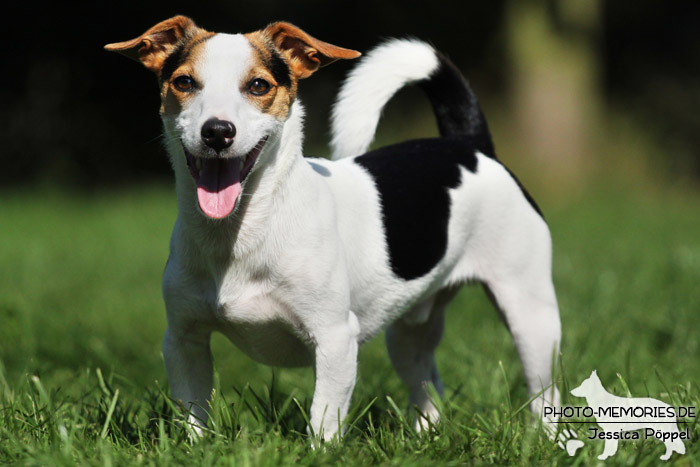 Jack Russell im Stand