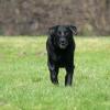 Labrador Retriever im Laufen