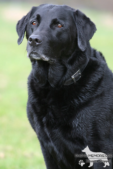 Labrador Retriever im Sitzen