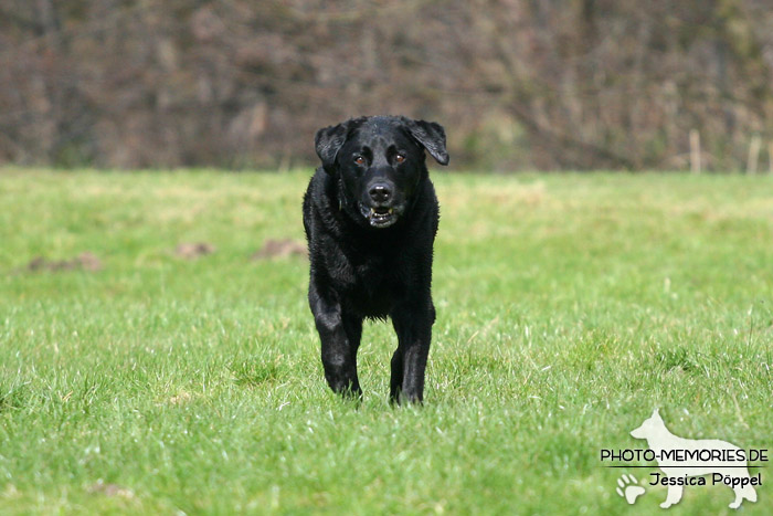 Labrador Retriever im Laufen