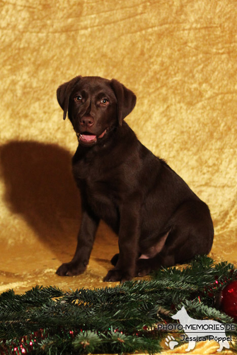 Labrador Retriever im Studio an Weihnachten