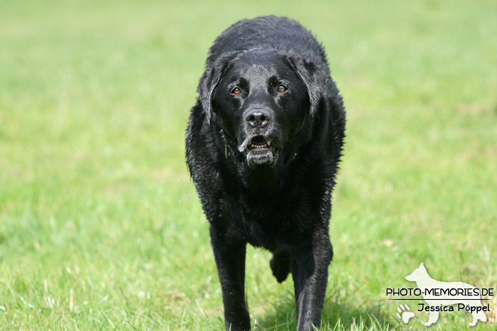 Labrador Retriever im Laufen