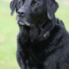 Labrador Retriever im Sitzen