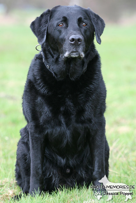 Labrador Retriever im Sitzen