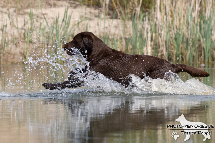 Labrador Retriever mit Dummy im Wasser