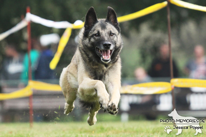 Beim Hunderennen