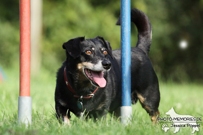 Beim Agility